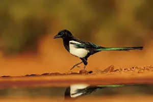 Corvidae: PIE BAVARDE