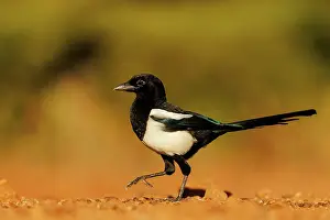Corvidae: PIE BAVARDE