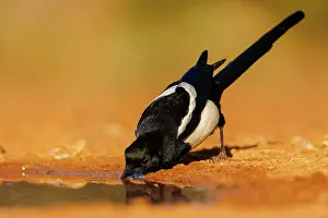 Corvidae: PIE BAVARDE