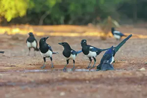 Corvidae: PIE BAVARDE