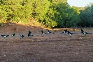 Corvidae: PIE BAVARDE