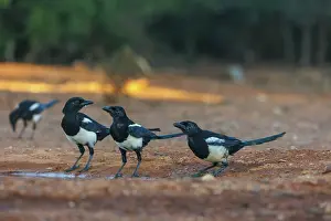 Corvidae: PIE BAVARDE