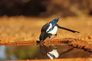 Corvidae: PIE BAVARDE