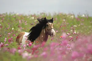 Fallows: Pie palomino Irish cob Stallion in flowering fallow France