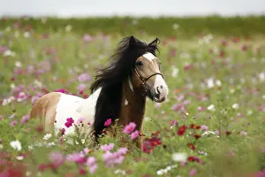 Fallows: Pie palomino Irish cob Stallion in flowering fallow France