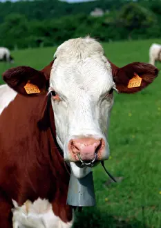 Branded: Pie Rouge cow - close-up of head with tagged ears