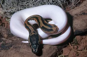 Mutation: Piebald Ball Python