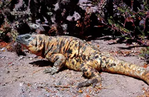 Chuckwalla: Piebald Chuckwalla