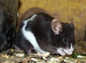 Musculus: Piebald mouse