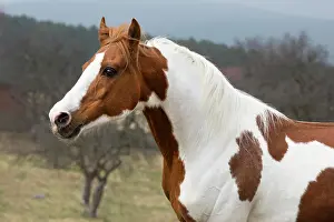 Piebald: Piebald pinto stallion, portrait