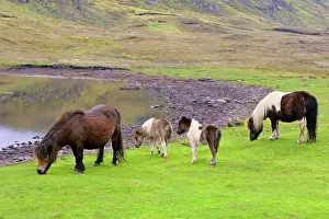 Piebald: Piebald Shetland Pony - two adults and two foals