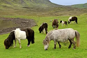 Piebald: Piebald Shetland Pony - adults and foals grazing on pasture