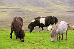 Piebald: Piebald Shetland Pony - adults grazing on pasture