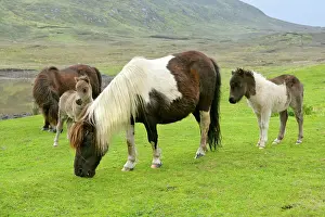 Piebald: Piebald Shetland Pony - herd with mares and foals on pasture