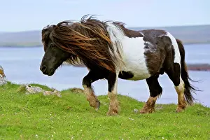 Piebald: Piebald Shetland Pony - magnificent leading stud