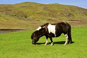 Piebald: Piebald Shetland Pony - mare grazing on pasture