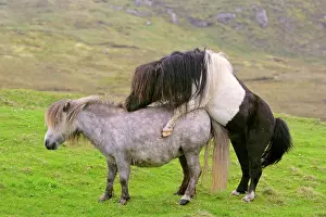 Piebald: Piebald Shetland Pony - stud and mare mating