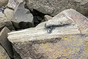 Fossilised: Piece of fossilised tree trunk in exposed rocks