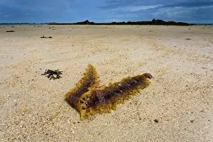 Piece: One piece of seaweed at sunny beach with low tide