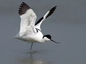 Avosetta: Pied Avocet