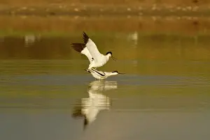Avosetta: Pied Avocet