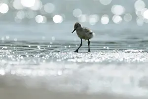 Avosetta: Pied Avocet