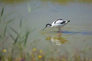 Avosetta: Pied Avocet