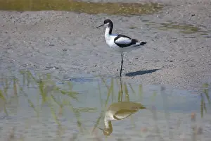Avosetta: Pied Avocet