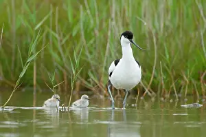 Avosetta: Pied Avocet