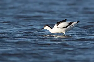 Avosetta: Pied Avocet