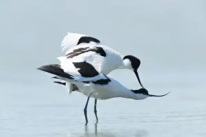 Avosetta: Pied Avocet