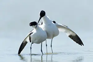 Avosetta: Pied Avocet