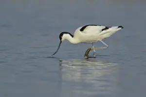 Avosetta: Pied Avocet