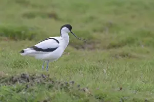 Avosetta: Pied Avocet