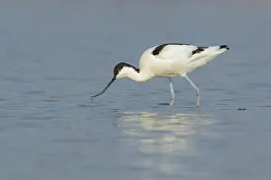 Avosetta: Pied Avocet