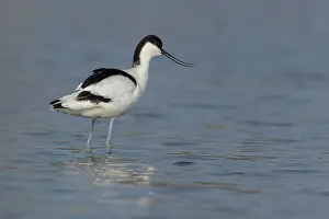 Avosetta: Pied Avocet