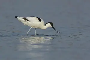 Avosetta: Pied Avocet