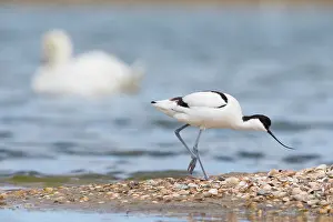 Avosetta: Pied Avocet