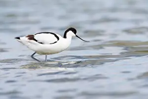 Avosetta: Pied Avocet