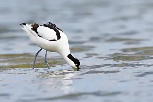 Avosetta: Pied Avocet