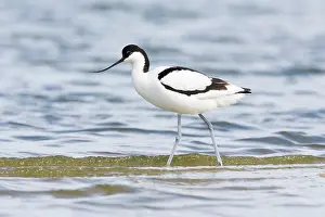 Avosetta: Pied Avocet