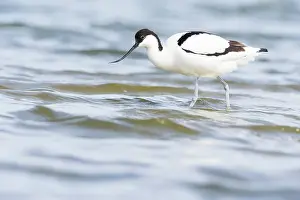 Avosetta: Pied Avocet