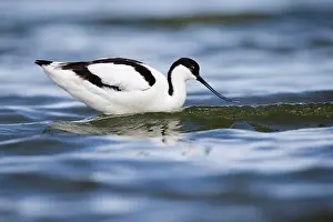 Avosetta: Pied Avocet