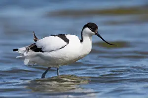 Avosetta: Pied Avocet