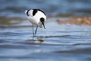 Avosetta: Pied Avocet