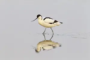 Avosetta: Pied Avocet