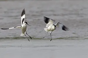 Avosetta: Pied Avocet