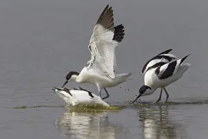 Avosetta: Pied Avocet