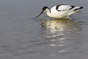 Avosetta: Pied Avocet