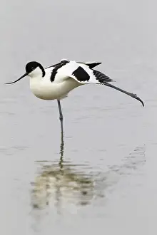 Avosetta: Pied Avocet